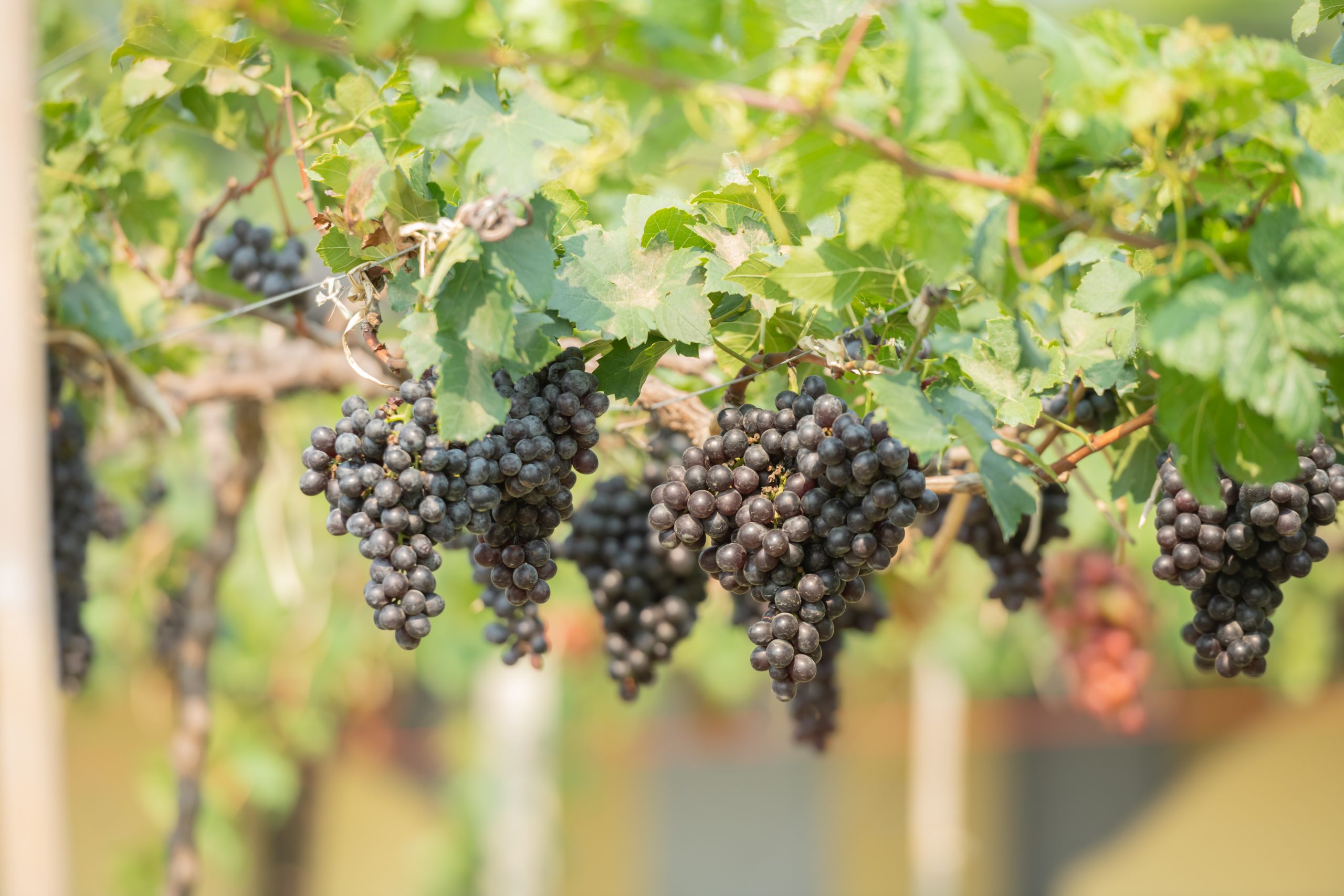 Touriga Nacional | Tinto